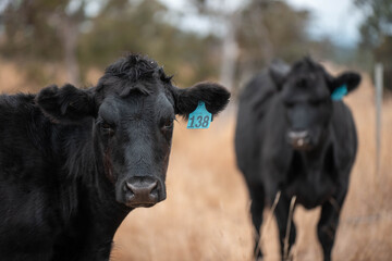 Angus, wagyu and murray grey beef bulls and cows, being grass fed on a hill in Australia.