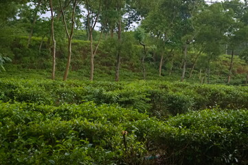 Serene Green Tea Plantation Landscape Image capturing the beauty of nature in Sylhet, Bangladesh, a picturesque illustration