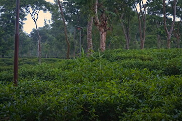 Fototapeta premium Lush Green Tea Plantation in Assam India Scenic Landscape Photography Nature Wallpaper