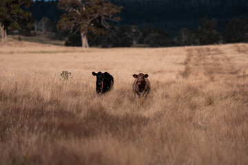 cows in a field in summer