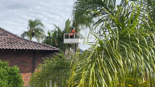 Unrecognizable Arborist cutting down palm trees.Arboriculturist, is a professional in the practice of arboriculture, which is the cultivation and management of trees and plants.