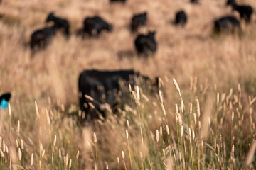 cows in a field in summer