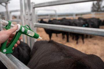 cows being treated with worming drench in cattle yards in australia