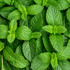 Close-up mint leaves (1)