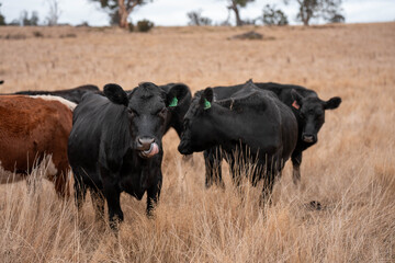 cows in a field in summer