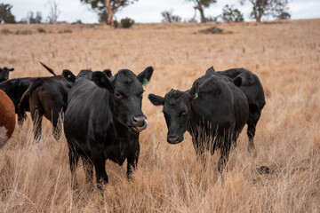 cows in a field in summer