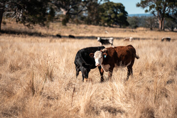 Angus, wagyu and murray grey beef bulls and cows, being grass fed on a hill in Australia.