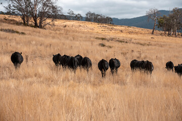 Angus, wagyu and murray grey beef bulls and cows, being grass fed on a hill in Australia.