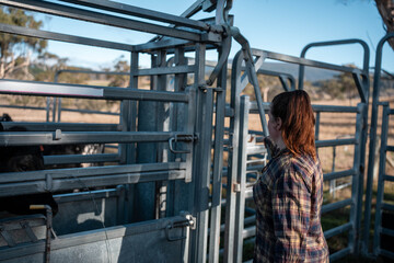 cows being treated with worming drench in cattle yards in australia