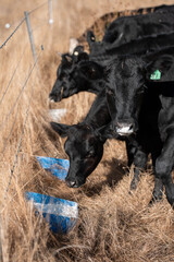 Fototapeta premium mineral cows with mineral blocks for cattle, cow lick block on a farm