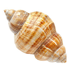 Fototapeta premium Close-up of a seashell, exhibiting spiral whorls and intricate patterns of beige and brown