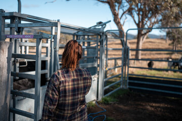 Fototapeta premium cows being treated with worming drench in cattle yards in australia