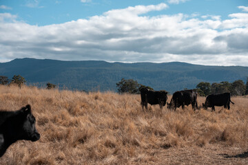 Angus, wagyu and murray grey beef bulls and cows, being grass fed on a hill in Australia.