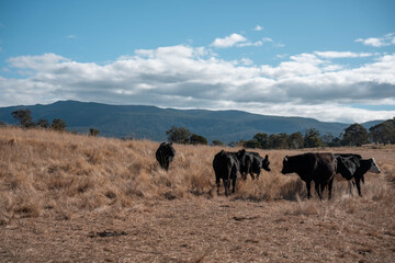 Angus, wagyu and murray grey beef bulls and cows, being grass fed on a hill in Australia.