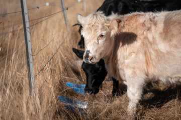 mineral cows with mineral blocks for cattle, cow lick block on a farm