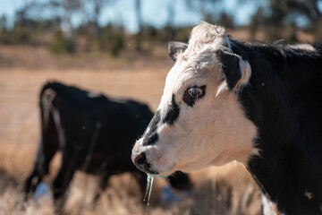 Angus, wagyu and murray grey beef bulls and cows, being grass fed on a hill in Australia.
