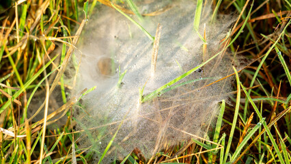 Ground spider webs. It is often funnel-shaped webs built by grass spiders and other members of the Agelenidae family.