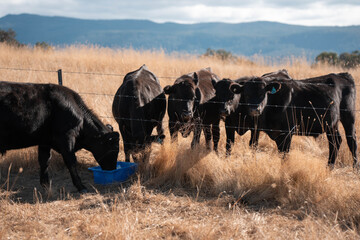 mineral cows with mineral blocks for cattle, cow lick block on a farm