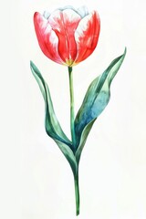 Flower tulip art illustration.