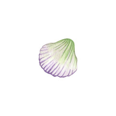 Seashell, mollusk, conch, beach decoration, ocean shore souvenir, pastel colors on white background. Single isolated object. Hand drawn watercolor illustration