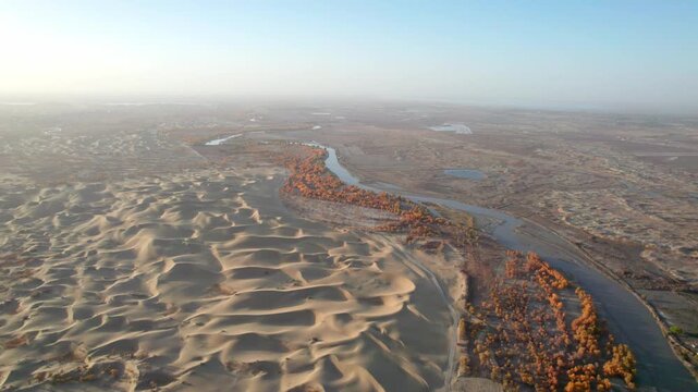 Drone view of lake and river in desert with Populus euphratica forest with yellow golden foliage on sunny autumn day in Xinjiang, China, aerial view of Tata Secret Realm in Yuli, 4k real time footage.