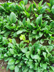 green leaves background