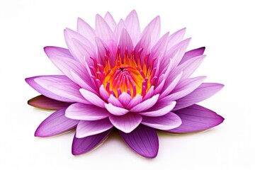 Obraz premium Lily flower dahlia purple.
