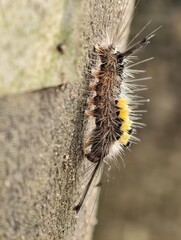 A close-up of a hairy caterpillar with yellow markings clinging to tree bark.