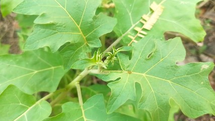 Close-up of vibrant green eggplant plant leaves with intricate details in natural light
