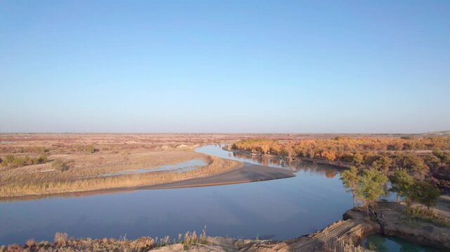 Drone view of lake and river in desert with Populus euphratica forest with yellow golden foliage on sunny autumn day in Xinjiang, China, aerial view of Tata Secret Realm in Yuli, 4k real time footage.
