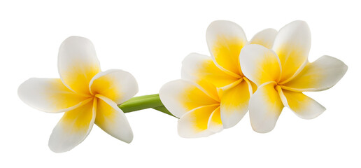 'plumeria flowers on transparent background'