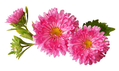 'pink chrysanthemum flowers on transparent background'