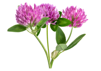 red clover flowers isolated on transparent background.
