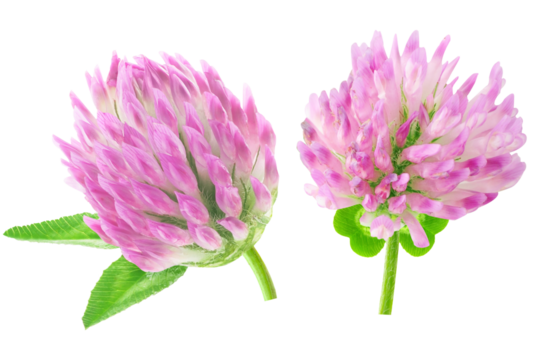 pink clover flowers isolated on transparent background.