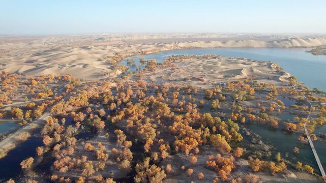 Drone view of lake and river in desert with Populus euphratica forest with yellow golden foliage on sunny autumn day in Xinjiang, China, aerial view of Tata Secret Realm in Yuli, 4k real time footage.