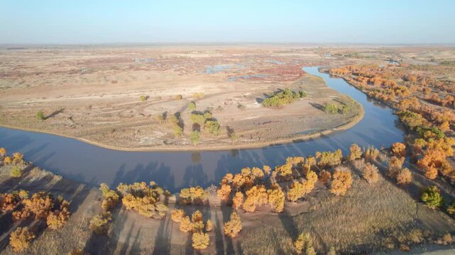 Drone view of lake and river in desert with Populus euphratica forest with yellow golden foliage on sunny autumn day in Xinjiang, China, aerial view of Tata Secret Realm in Yuli, 4k real time footage.