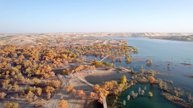 Drone view of lake and river in desert with Populus euphratica forest with yellow golden foliage on sunny autumn day in Xinjiang, China, aerial view of Tata Secret Realm in Yuli, 4k real time footage.