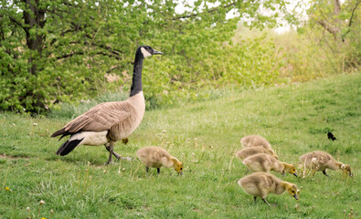 An adult Canadian goose with its little goslings on a green opening among summer green trees