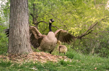 An adult Canadian goose with its little gosling beside an old tree trunk on a green opening among summer green trees