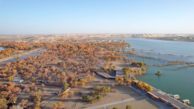 Drone view of lake and river in desert with Populus euphratica forest with yellow golden foliage on sunny autumn day in Xinjiang, China, aerial view of Tata Secret Realm in Yuli, 4k real time footage.