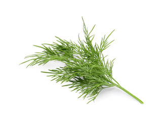 Fresh dill on white background