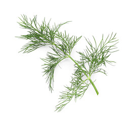 Fresh dill on white background