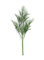 Fresh dill on white background