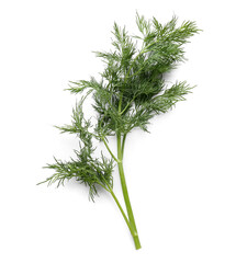 Fresh dill on white background