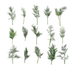 Fresh green dill on white background