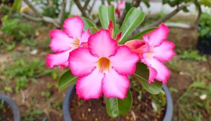 Pink flowers in a pot, outdoor