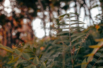 green leafs and nature in the morning