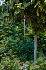 green leafs and nature in the morning