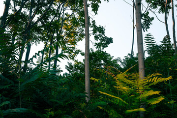 green leafs and nature in the morning
