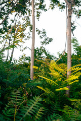 green leafs and nature in the morning